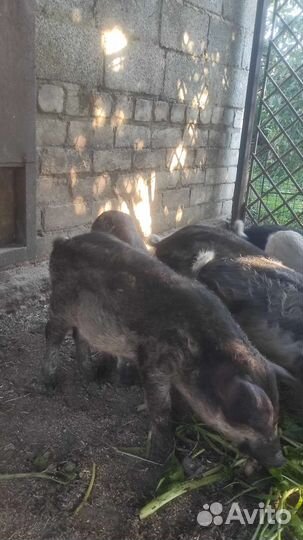 Поросята венгерской мангалицы