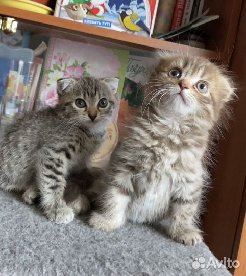 Вислоухие котята