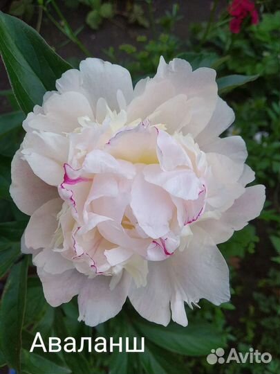 Садовые многолетники