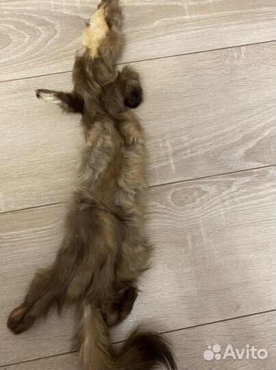 Шкурки лисы