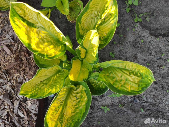 Хоста цветы