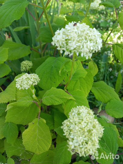 Гортензия Анабель саженцы трехлетки