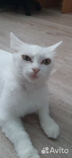 Найдена кошка