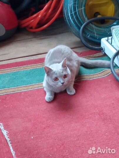 Кошка бесплатно