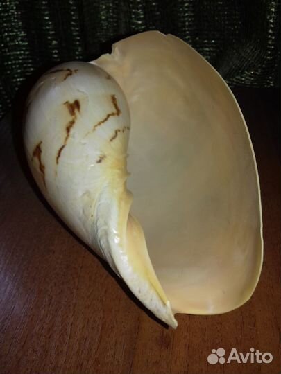 Большая морская раковина