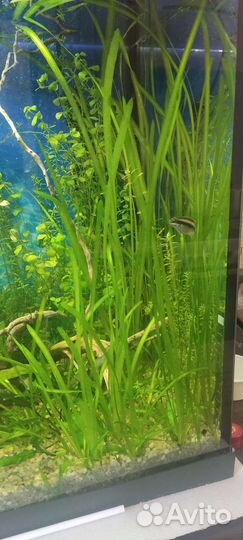 Аквариумные растения