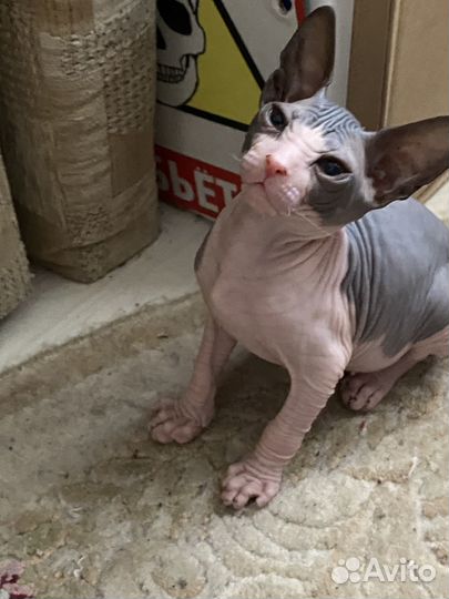 Донской сфинкс котята