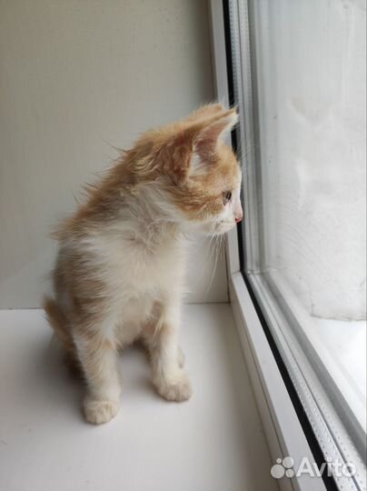 Рыжий котенок в добрые руки