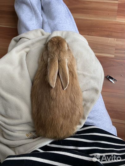 Кролик в добрые руки (бронь)