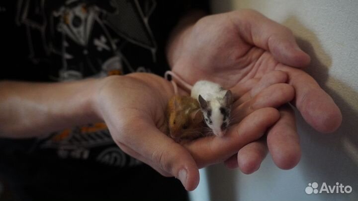 Декоративные мышки