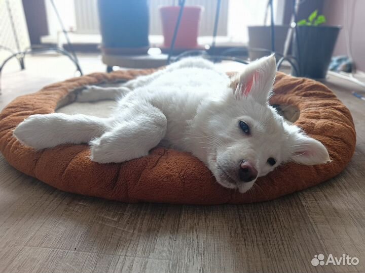 Щенки в добрые руки