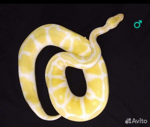 Рептилии, змея, маисовый полоз, техасский полоз