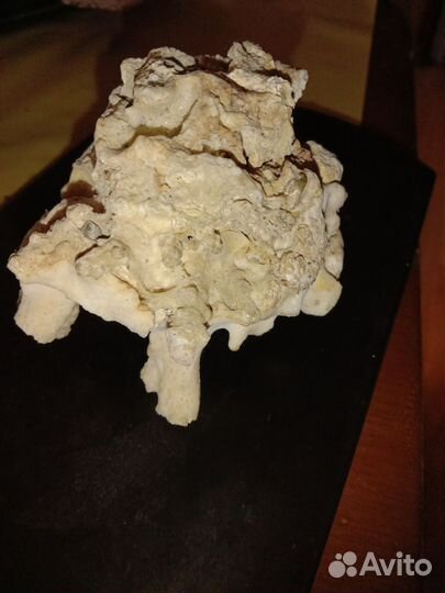 Кораллы раковины и камни для аквариума