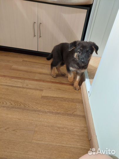 Щенок в добрые руки