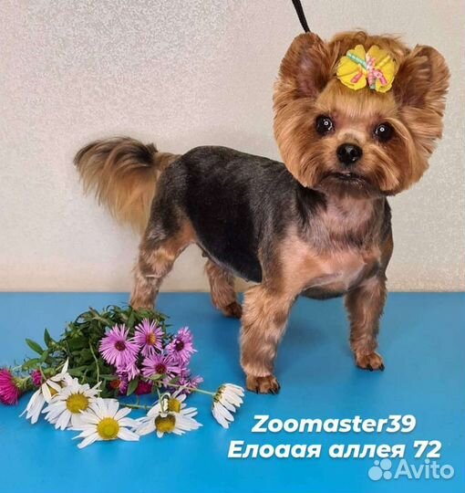 Еловая аллея 72 стрижка собак и кошек, окрашивание