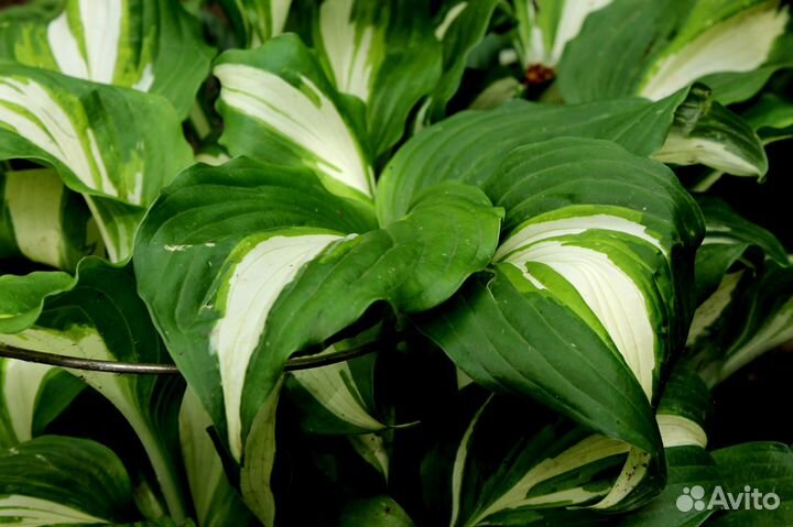 Хоста растение