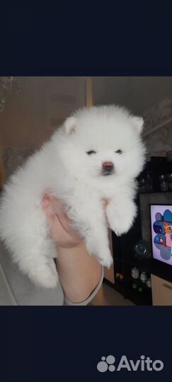 Шпицульки девочки