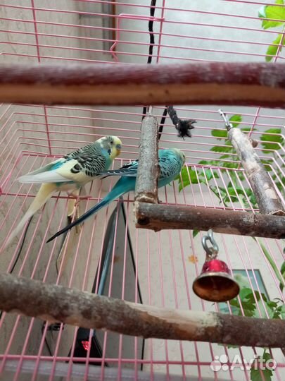 Продам попугаев с клеткой и вещами