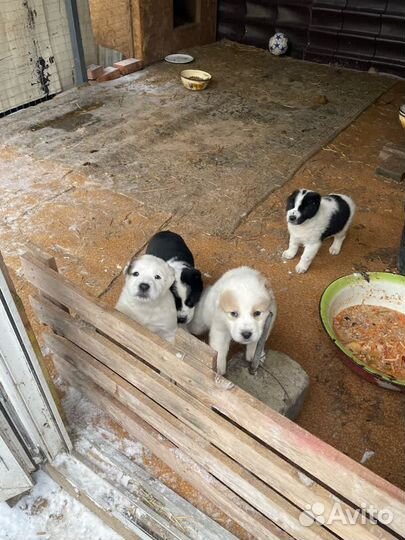 Щенки сао алабай