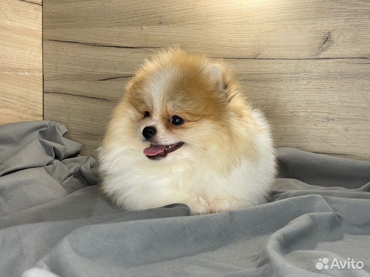 Купить щенка померанского шпица в питомнике
