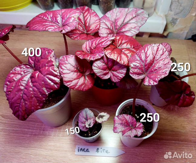 Бегония разные сорта