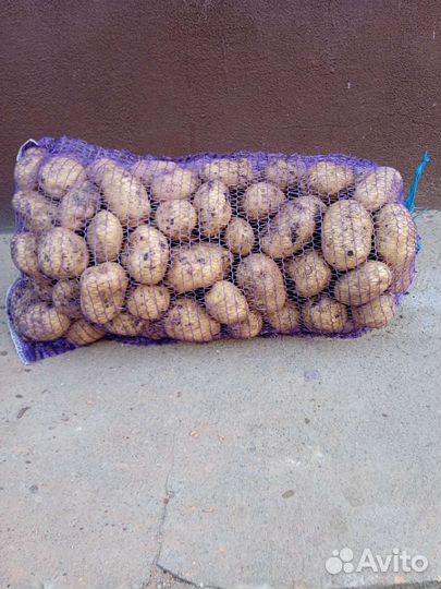 Продается картофель