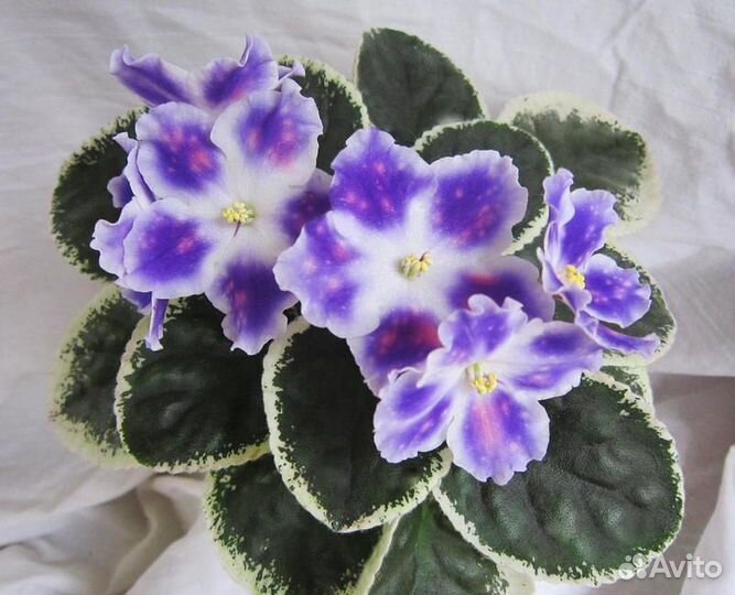 Фиалки акционные наборы