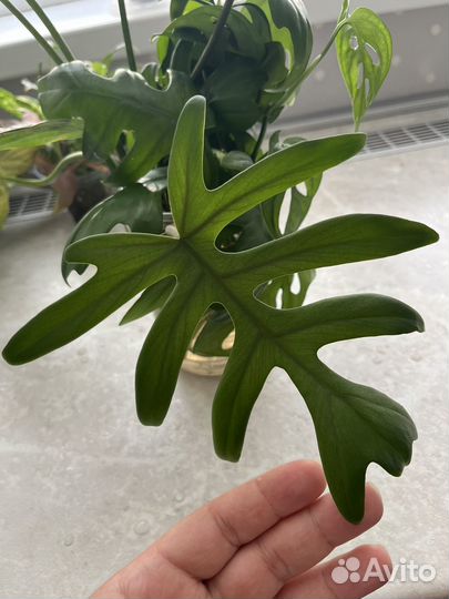 Филодендрон майо