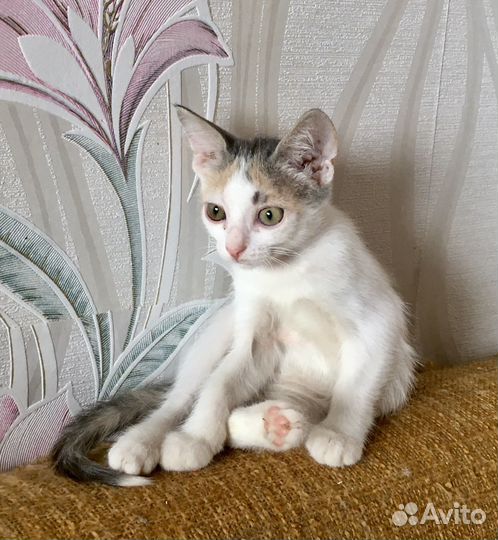 Трехцветное чудо в дар