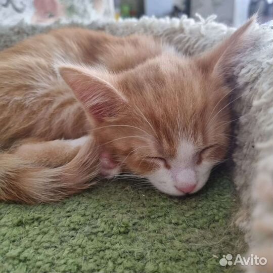 Рыжий котенок мальчик