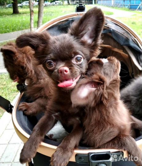 Чихуахуа щенки