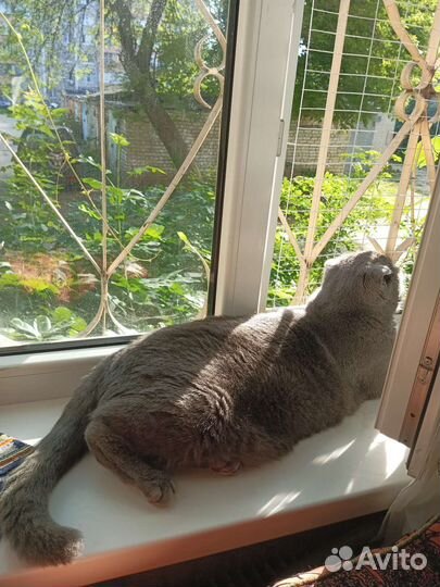 Котики бесплатно в добрые руки