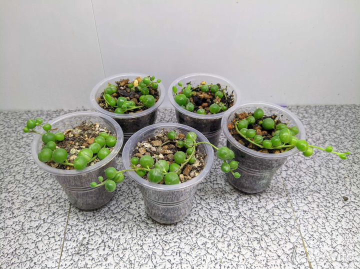 Суккуленты