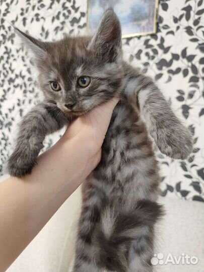 Кошечки Дымка и Мурка в добрые руки, 3-месячнве