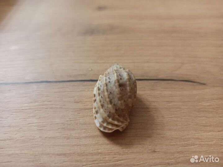 Морская раковина