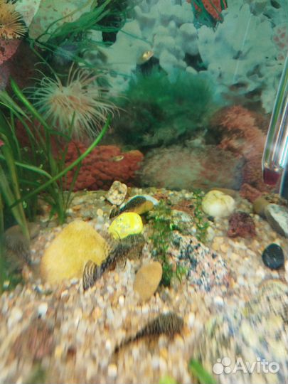 Сомики анциструсы