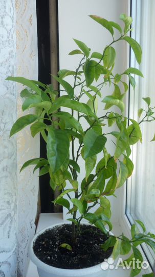 Компактный фотоаппарат Panasonic Lumix DMC-FS12