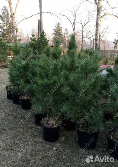 Саженцы кедра от производителя экстра класс