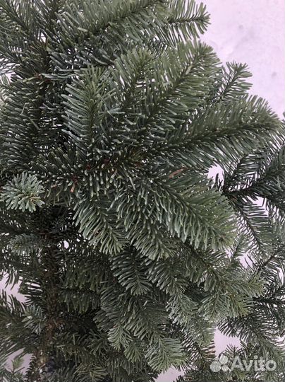 Еловые ветки Нобелис