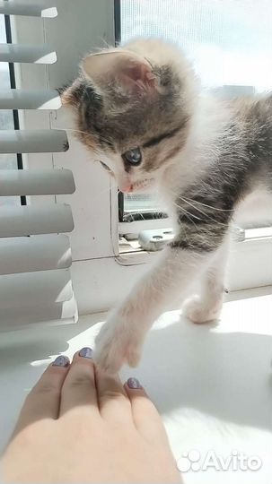Кошка в дар