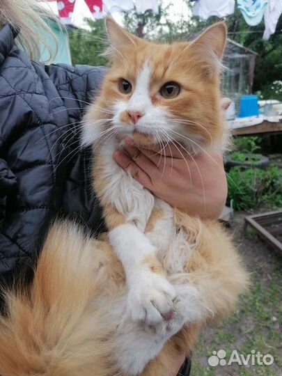 Два рыжих кота