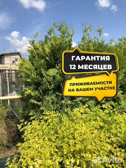 Туя сортовая Смарагд, Брабант,Колумна