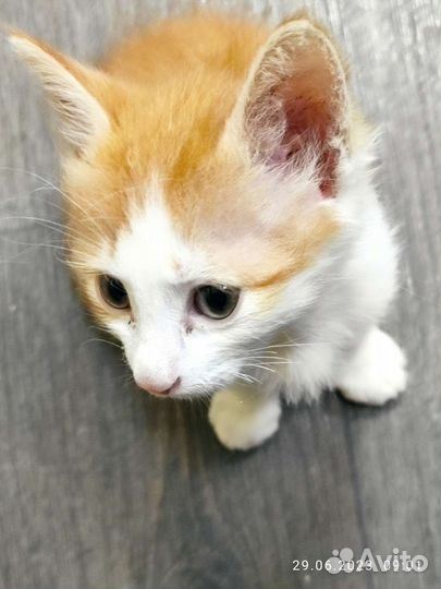 Котенок