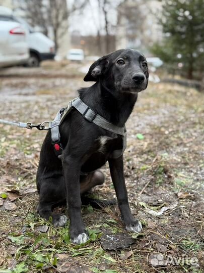 Зена в добрые руки
