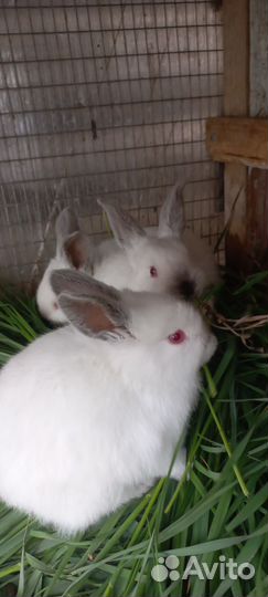 Калифорнийские кролики