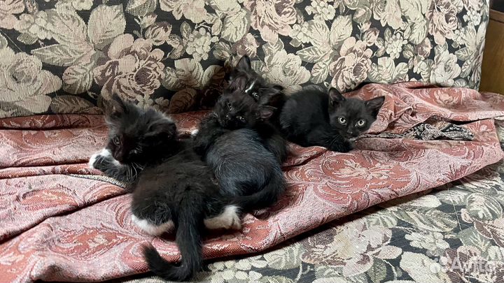 Котята в добрые руки бесплатно