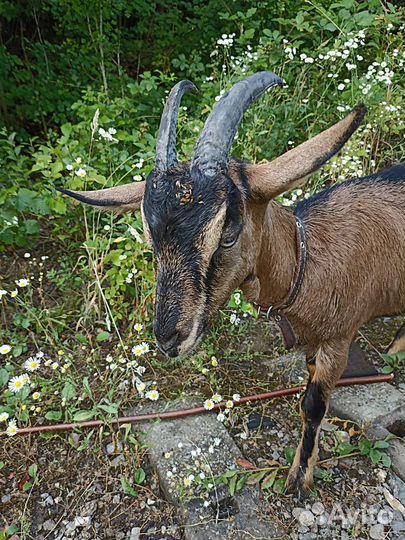 Молоко альпийской козы