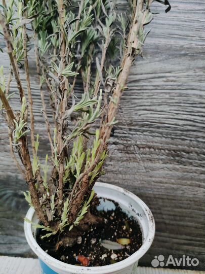 Лаванда саженцы