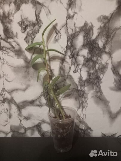 Эпидендрум орхидея