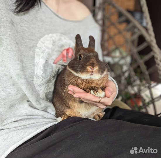 Карликовый кролик купить